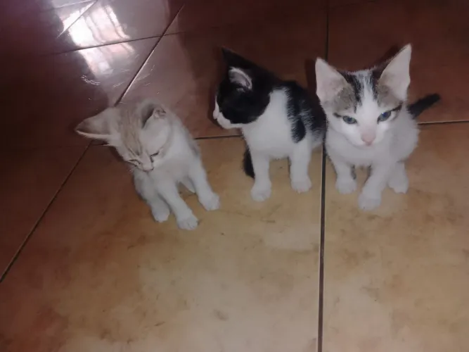 Doação de animais