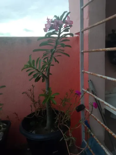 Plantas de jardim 