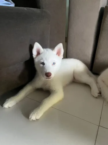 Vendo filhotes de husky siberiano