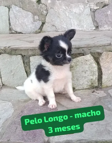 Lindos filhotes de Chihuahua Pelo Longo