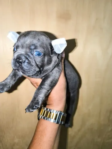 Bulldog francês 