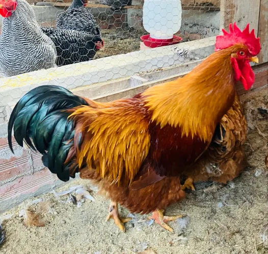 Galo new Hamphire