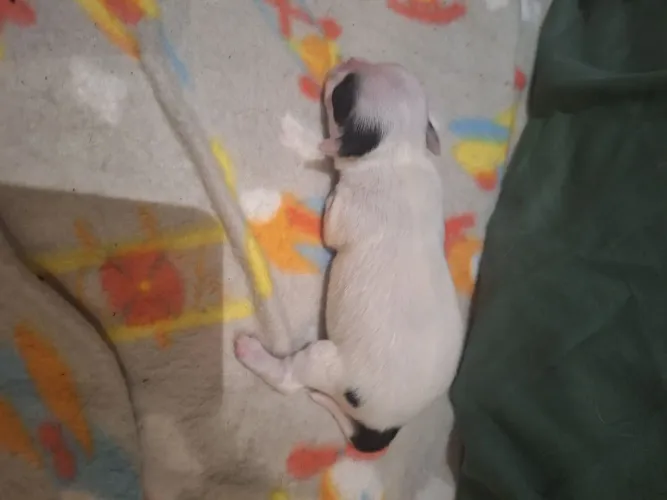 Chihuahua pelo longo