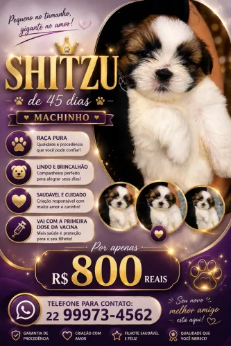 Shitzu 800