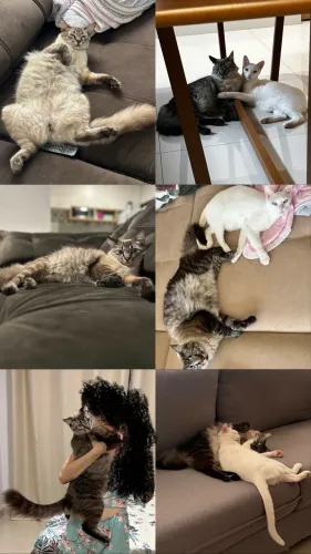 Doação de gatos