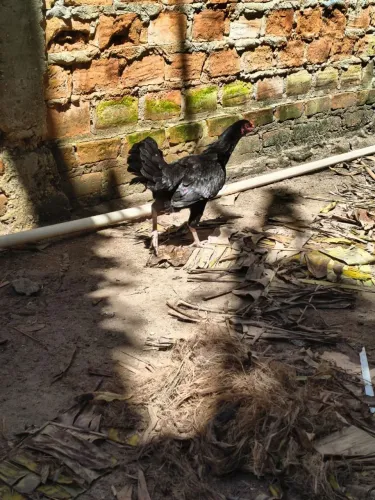 Galinha Caipira