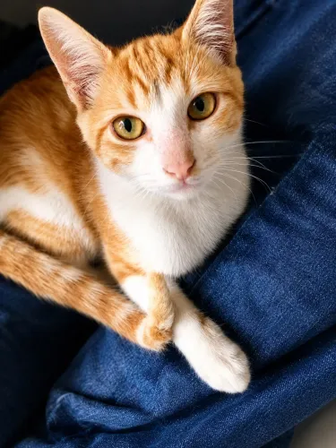 DOAÇÃO - Filhote macho, 5 meses dócil e brincalhão