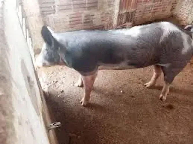 Vende-se porco * cham pv