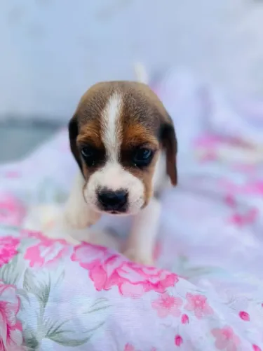 Fillhotes de Beagle