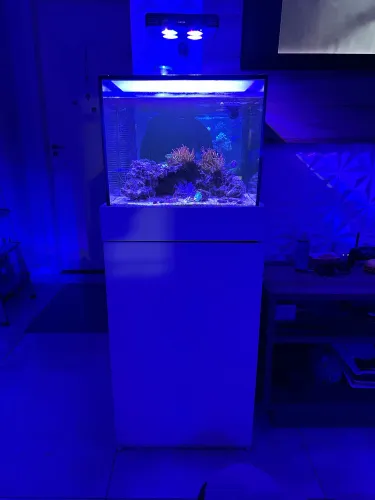 Aquário Marinho - Completo 60L
