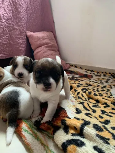 FILHOTES JACK RUSSELL - VITÓRIA / VILA VELHA