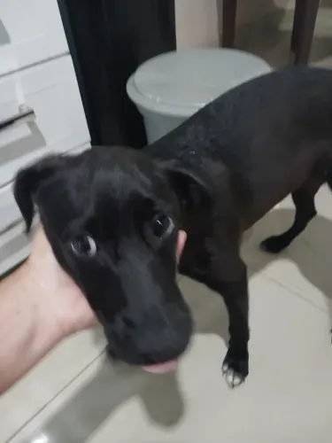 Adoção 