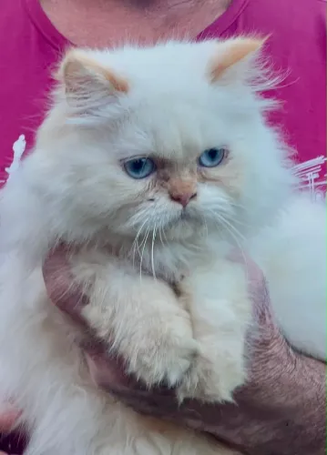 GATA PERSA COM PEDIGRE 