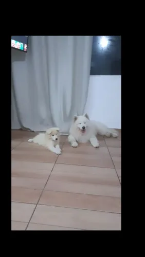 Lindo  samoieda macho 