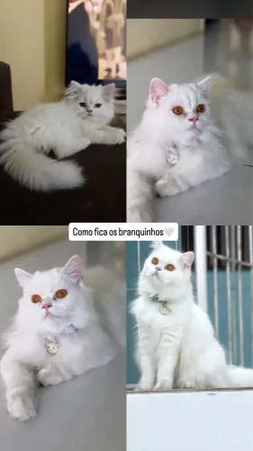 Gato persa doll face disponível, fotos dos irmãos de como eles ficam !