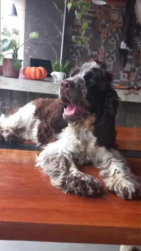 Vendo cocker spaniel