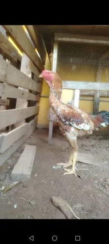 Frango porte grande