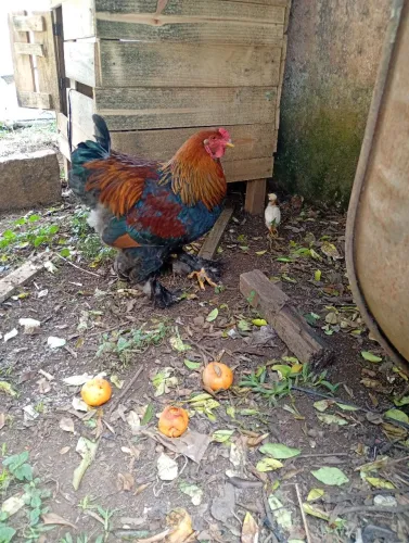 Galo Brahma