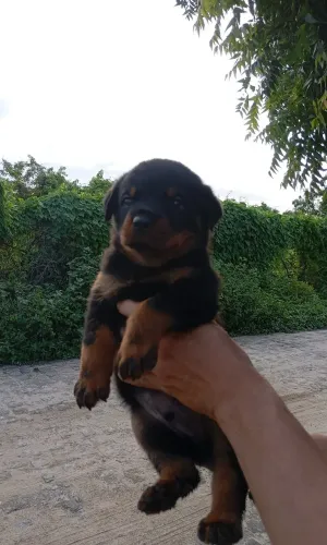 Filhotes de Rottweiler