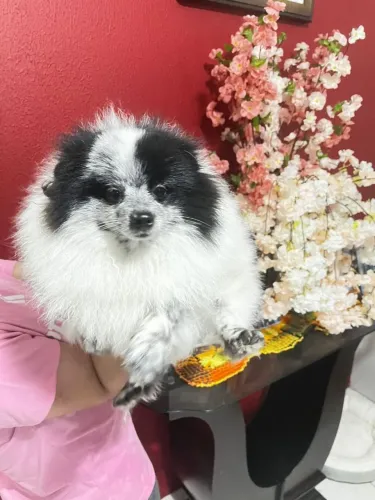 Lindíssimo Lulu da Pomerânia