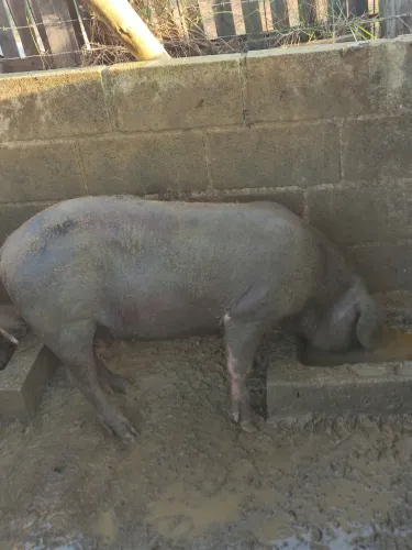 VENDO PORCO CAIPIRA CAPADO