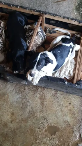 Doação filhotes cães