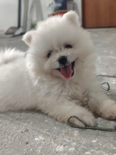Lulu da Pomerânia- Spitz Alemao