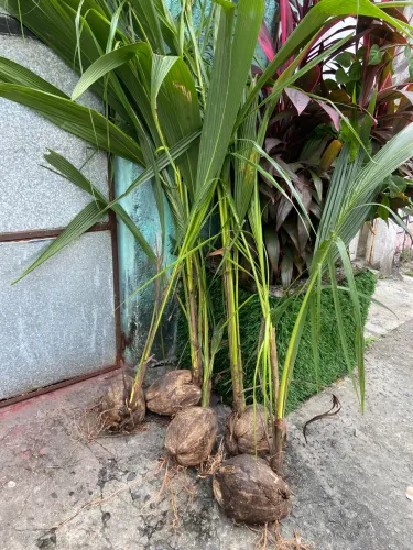 Pé de coco "mudas de coqueiro" 