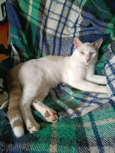 Doação de Gatos