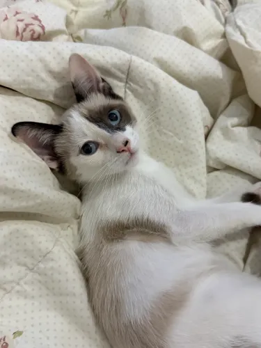 Gatinha filhote fêmea sialata para adoção