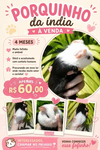 Vende-se porquinho da índia