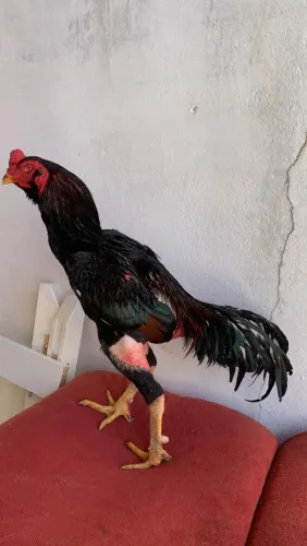 Galo