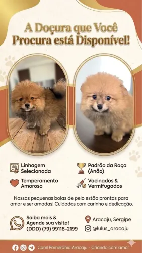 Filhote Spitz alemão