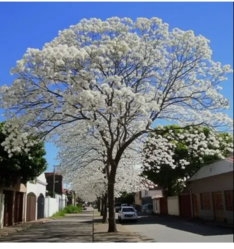 Mudas de Ipê Branco