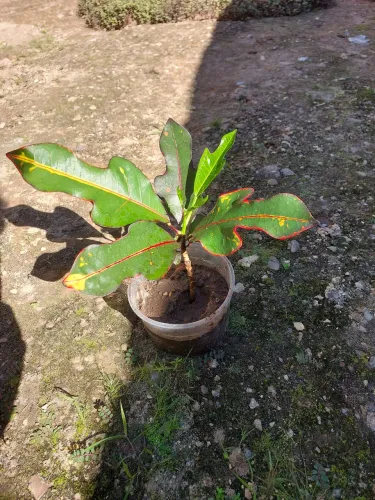 Vendo plantas