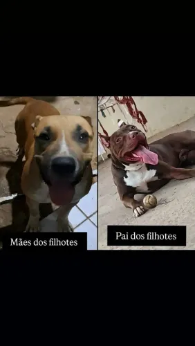 FILHOTES DE Pitbull