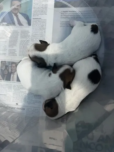 Filhote de Jack Russell
