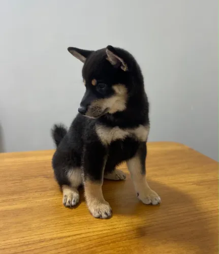 Filhote - Shiba inu 