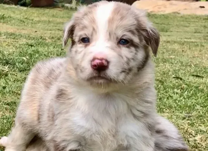 Border Collie ? Filhotes Bem Socializados e de Excelente Temperamento