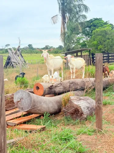 VENDO CABRITO E CARNEIRO