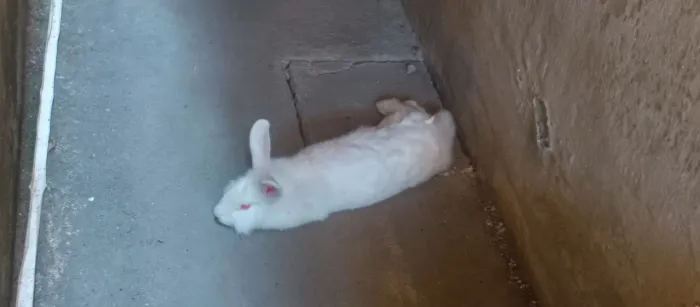 Estou doando Um coelho branco lindo peludo! 