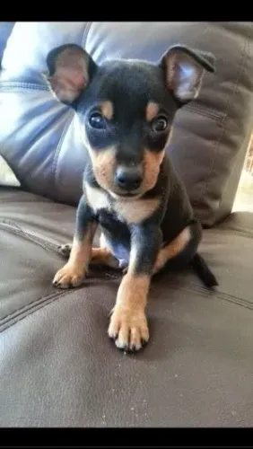 Filhote de cachorro Pinscher/Pincher saudável de temperamento dócil