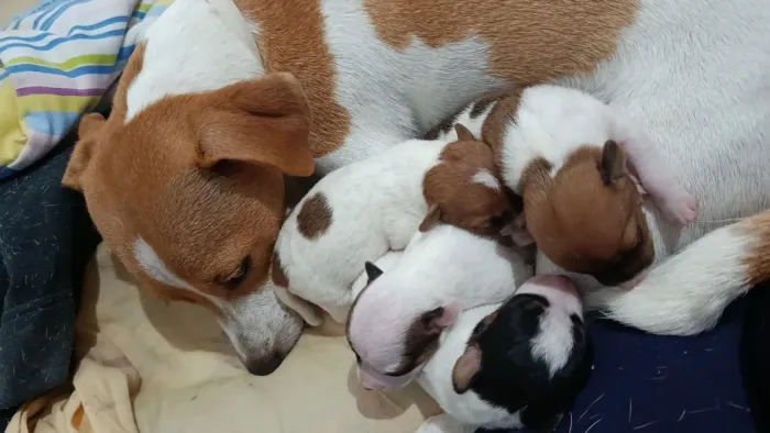 Filhotes de Jack Russell terrier 