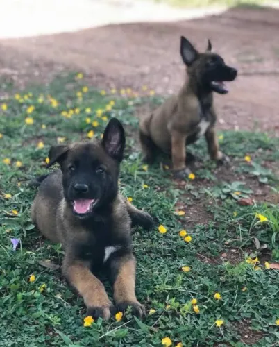 Pastor belga malinois