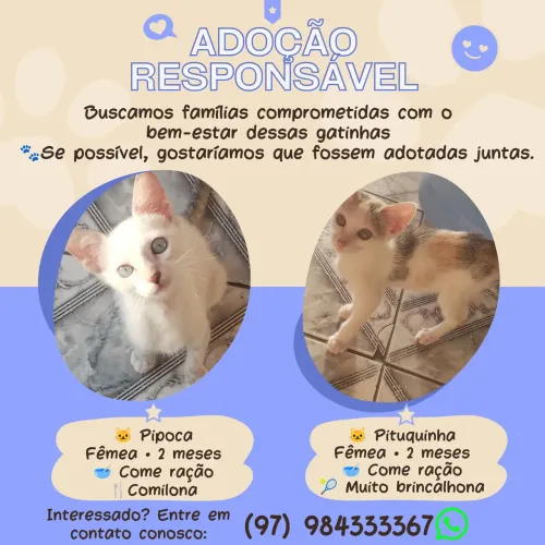 Gatinhas para adoção responsável!
