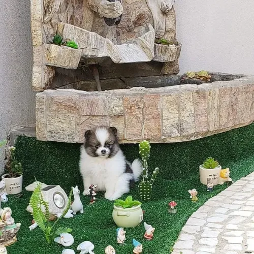 ?Filhotes de Spitz Alemão macho com procedência?