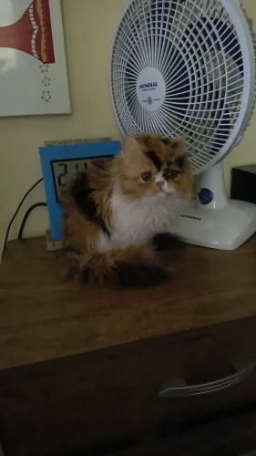 Gata pera tricolor