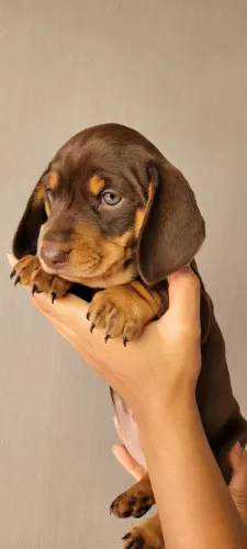 Fêmea dachshund salcichinha 