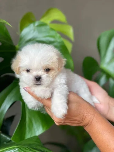 Filhote de lhasa Apso machinho ( Raça pura )
