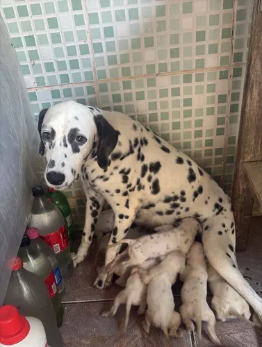 Vendo filhotes de dálmata